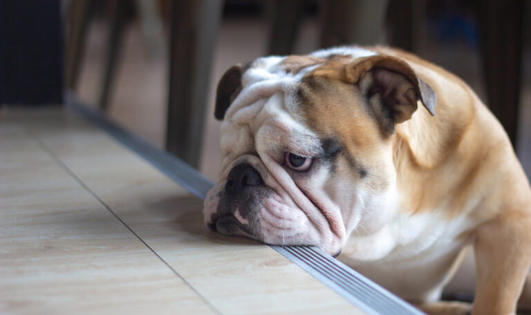 Ways to Soothe Separation Anxiety