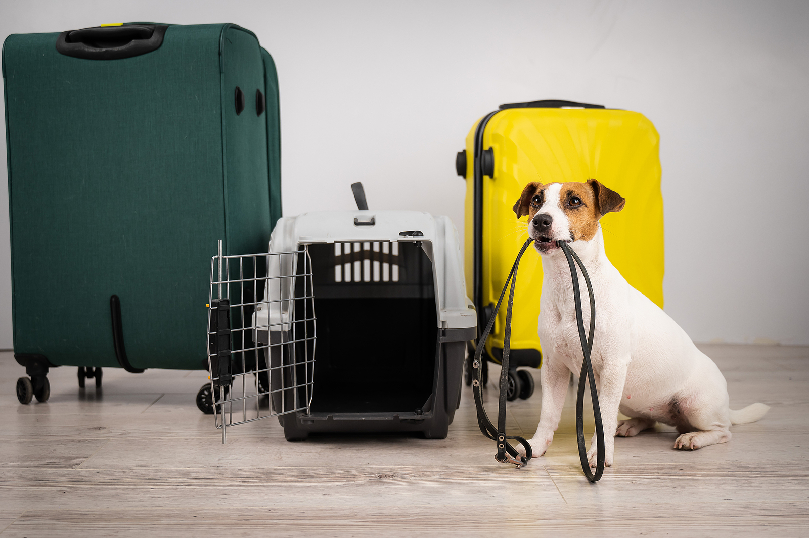 Keeping Pets Safe in Natural Disasters and Emergencies - Hillrose Pet Resort