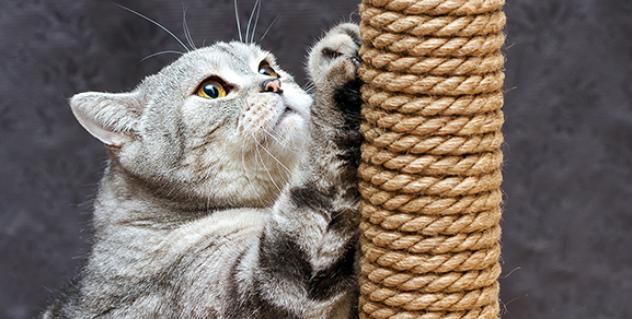 Happy Cat Month