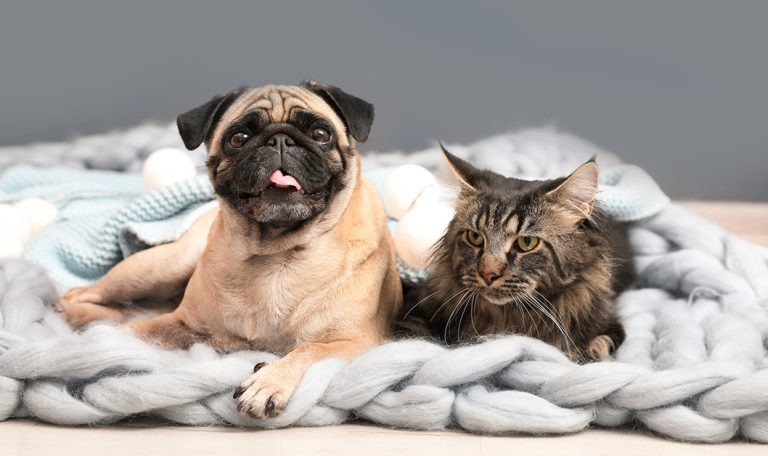 October is National Pet Wellness Month