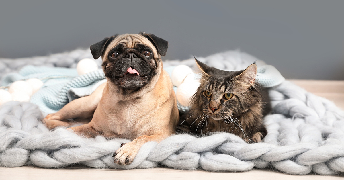 October is National Pet Wellness Month