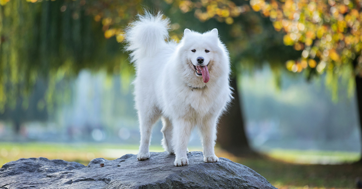 five-reasons-develop-running-routine-with-dog