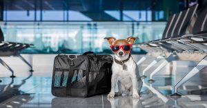 Five Ways To Pprepare Your Pet For Airline Travel