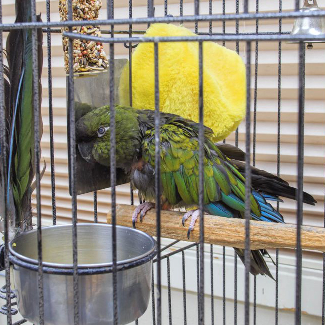 exotic-bird-hillrose-si Exotic Pet Boarding
