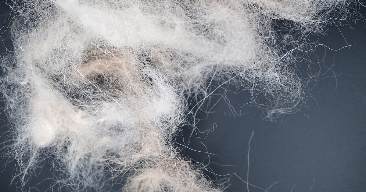 5 Causes of Dog Fur Loss - Hillrose Pet Resort