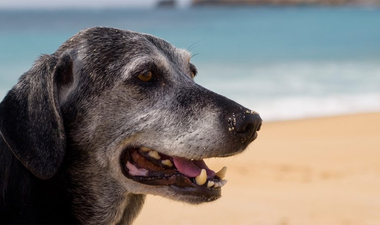 Care Tips For Senior Dogs
