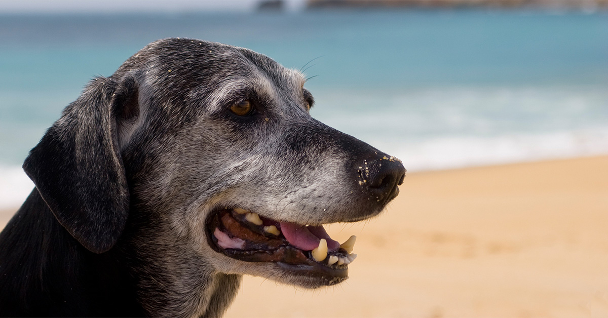 Care Tips For Senior Dogs
