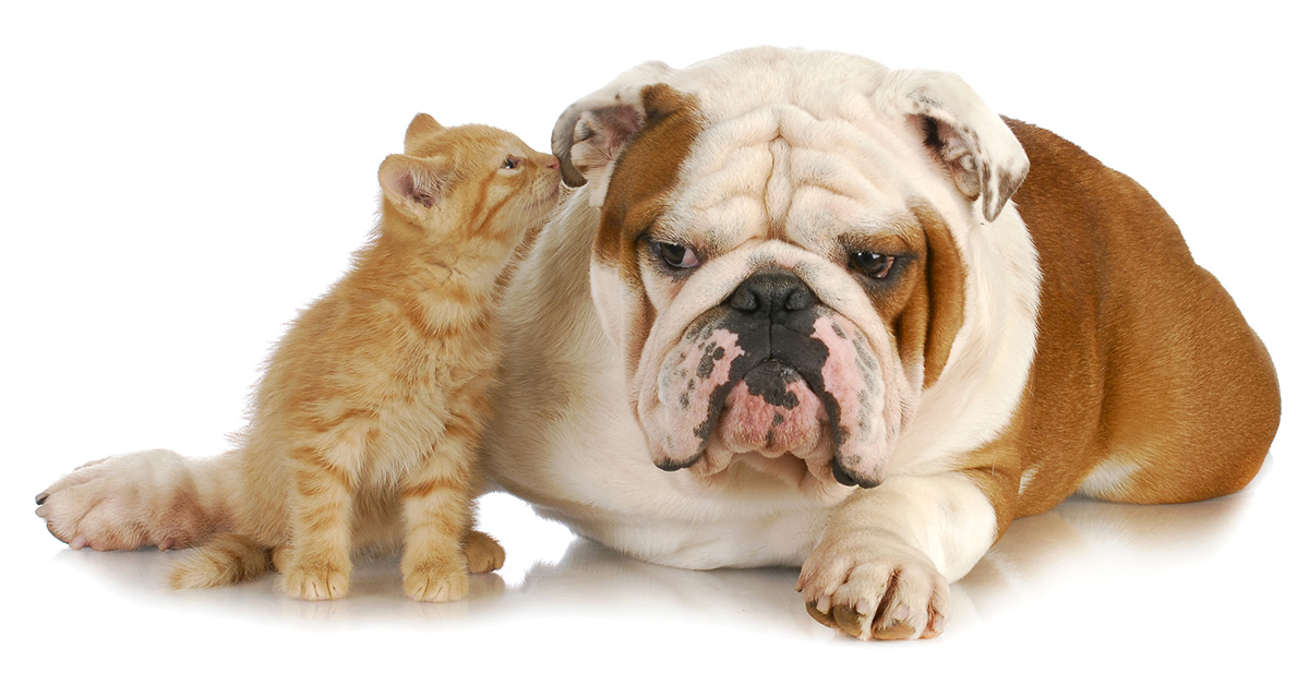 Tips for Introducing Dogs and Cats
