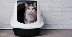 6-sustainable-cat-litter-alternatives-BSP237340861