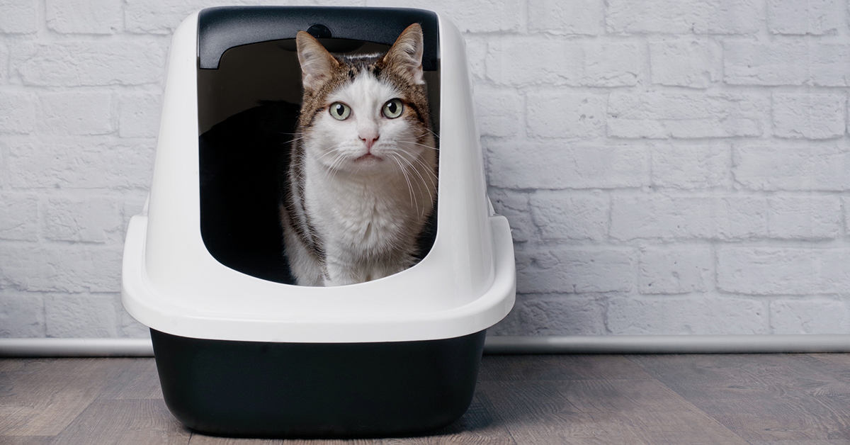 6-sustainable-cat-litter-alternatives-BSP237340861
