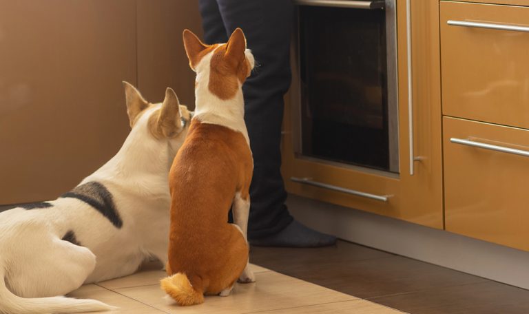 perfect-cold-weather-foods-for-your-dog
