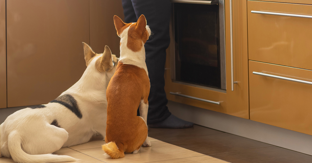 perfect-cold-weather-foods-for-your-dog