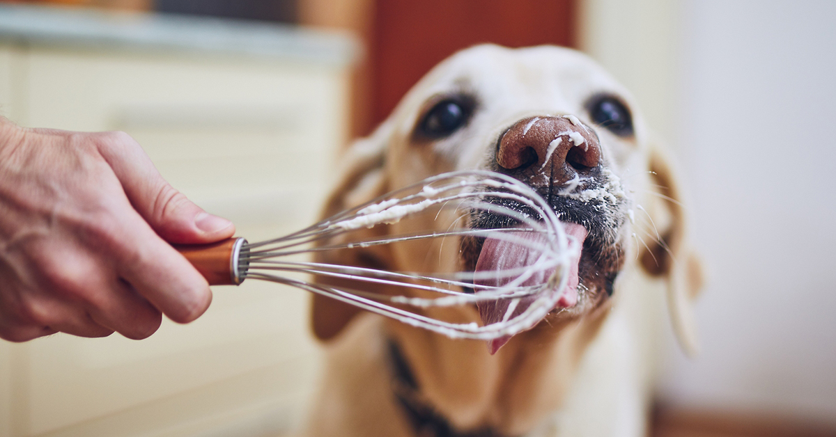 4 Perfect Meals You Can Share with Your Dog