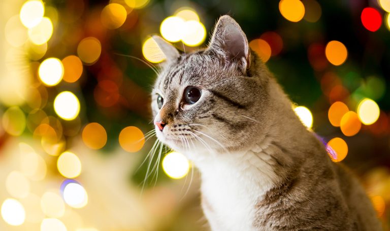 Homemade Cat Treats For the Holidays