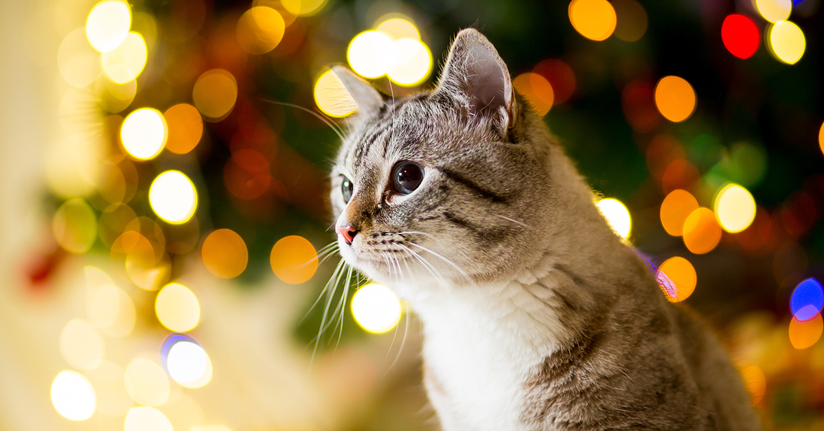Homemade Cat Treats For the Holidays