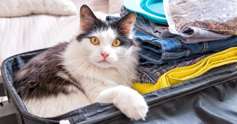 6 Strange Habits Cats Have And Clues To Why