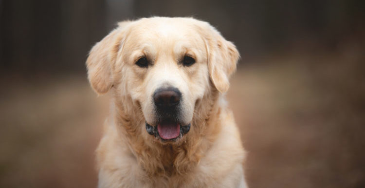 What makes a good therapy dog