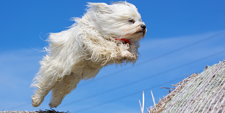 Exploring the Basics of Dog Agility Training