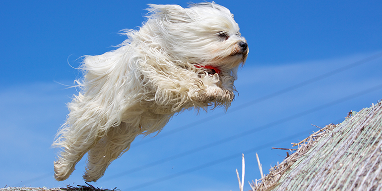 Exploring the Basics of Dog Agility Training