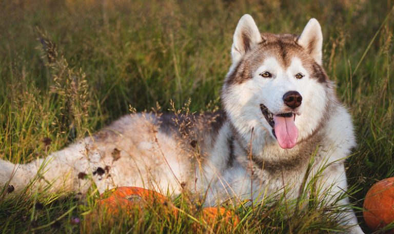 Tips to Keep Your Pet Safe On Halloween