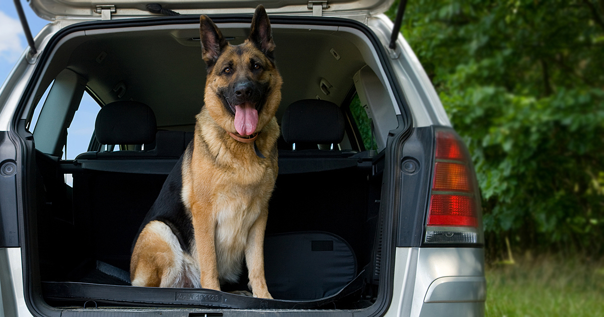 Learn how dogs help people with disabilities with Hillrose Pet Resort.