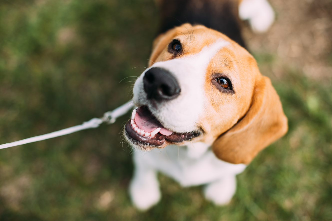 pet-friendly-events-hillrose-pet-resort