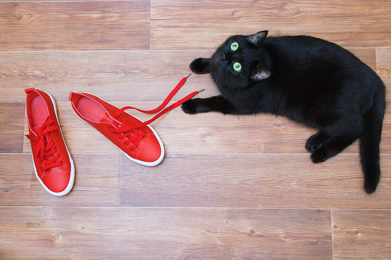 How-to-DIY-Your-Own-Cat-Toys-from-Hillrose-Pet-Resort
