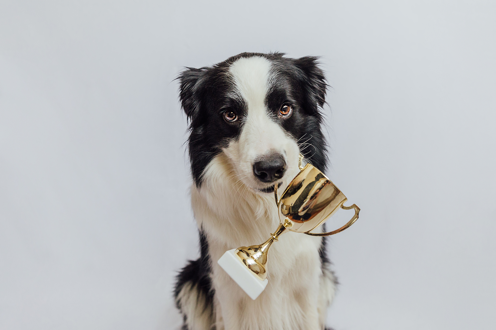 Tips-for-Your-First-Dog-Competition-from-Hillrose-Pet-Resort