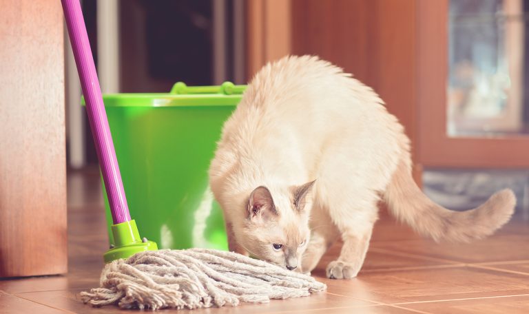 how-to-make-home-pet-friendly-hillrose-pet-resort