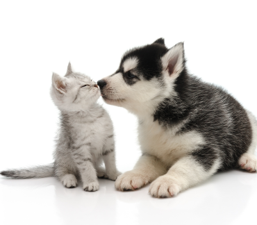 tips-for-new-pet-owners-hillrose-pet-resort