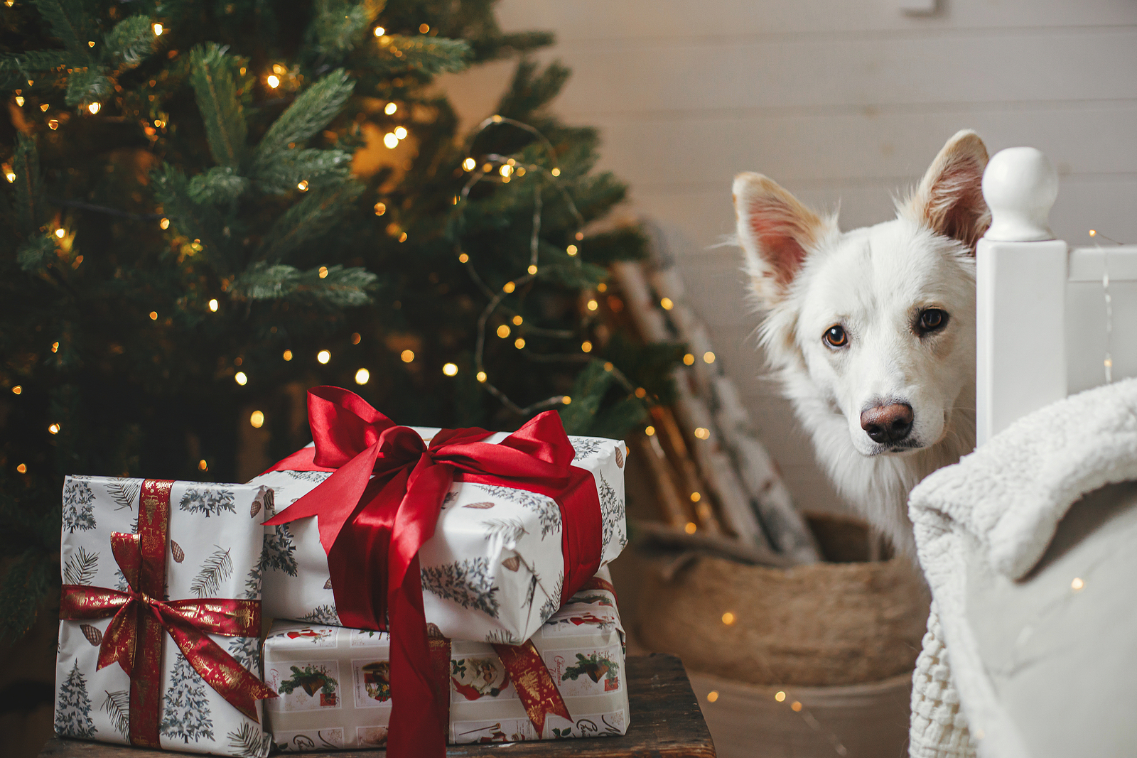 Fun Gifts for Your Pet this Holiday Season| Hillrose Pet Resort