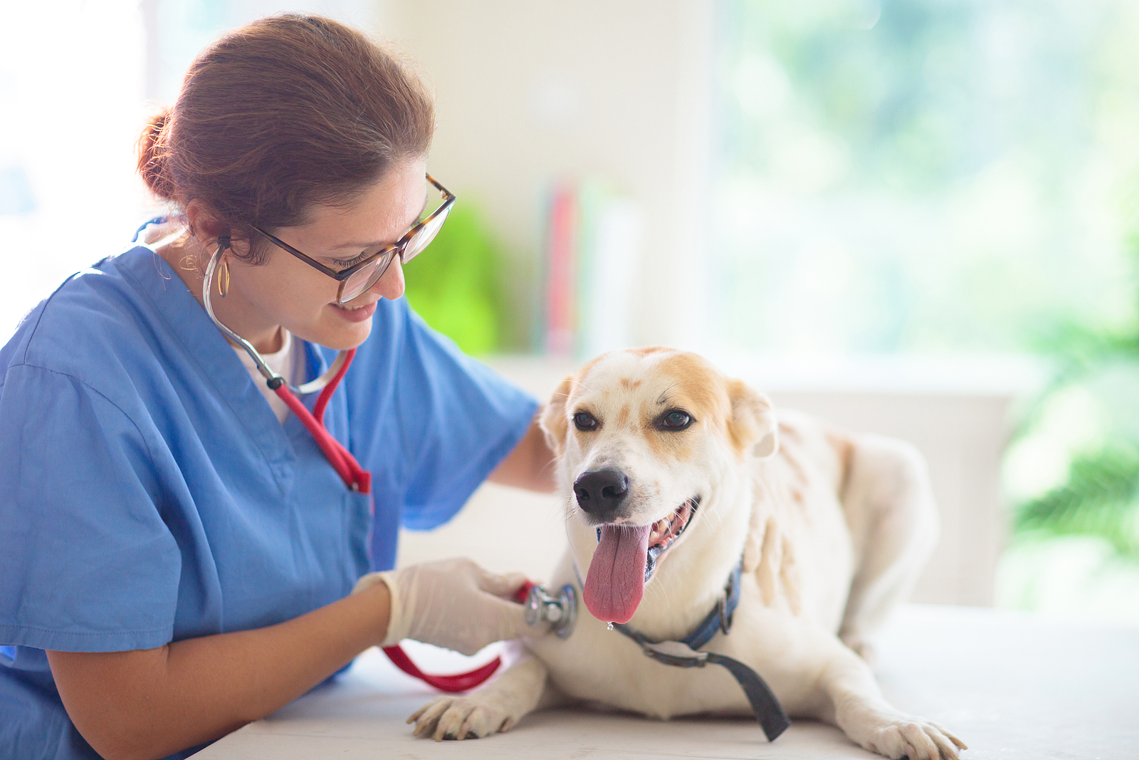 Tips for Keeping Your Dog Healthy from Hillrose Pet Resort