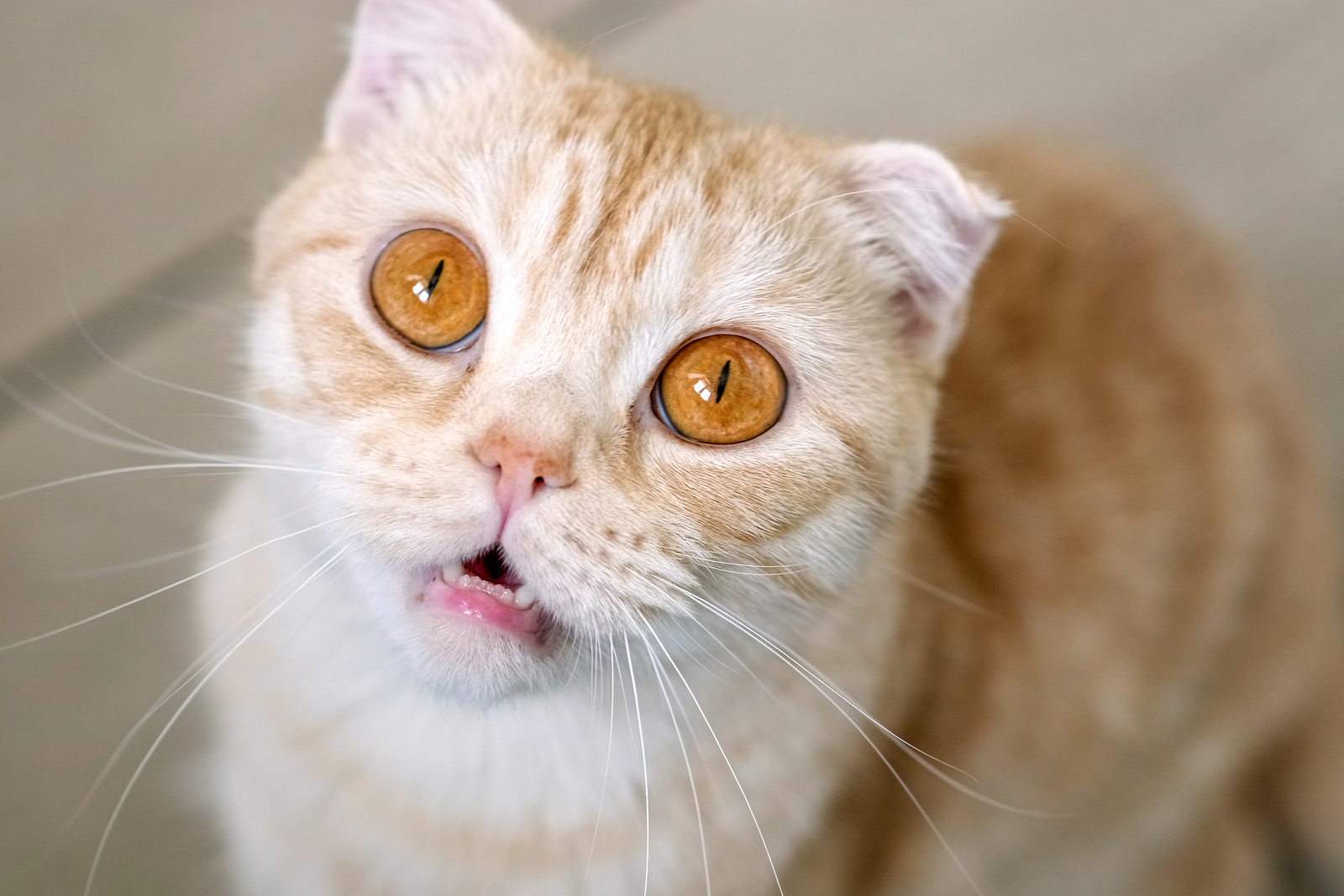 Image Description: 10 Most Popular Cat Breeds in the U.S. from Hillrose Pet Resort