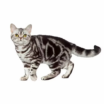 Image Description: 10 Most Popular Cat Breeds in the U.S. from Hillrose Pet Resort - American Shorthair