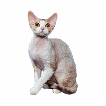 Image Description: 10 Most Popular Cat Breeds in the U.S. from Hillrose Pet Resort - Devon Rex