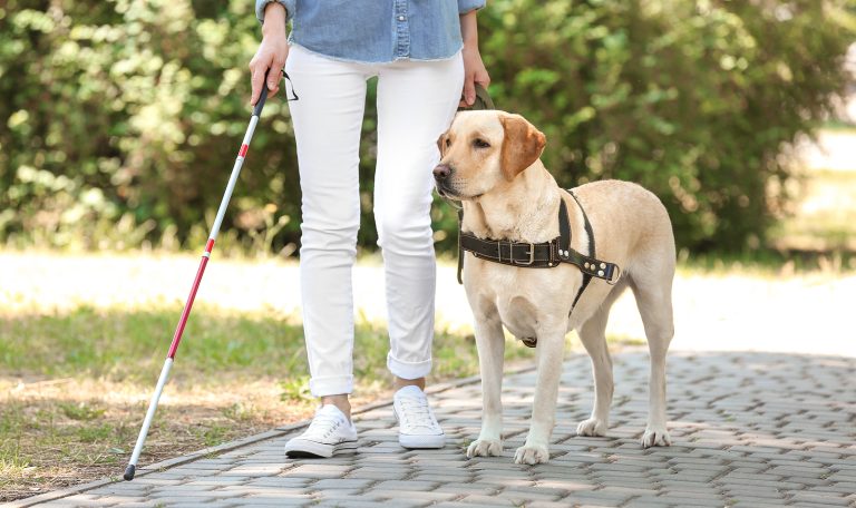 Dogs That Help Us: A Look at Service, Therapy, and Emotional Support Dogs from Hillrose Pet Resort
