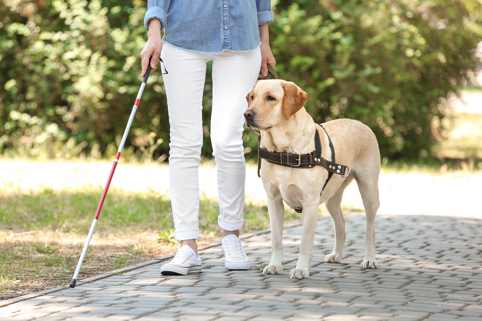 Dogs That Help Us: A Look at Service, Therapy, and Emotional Support Dogs from Hillrose Pet Resort