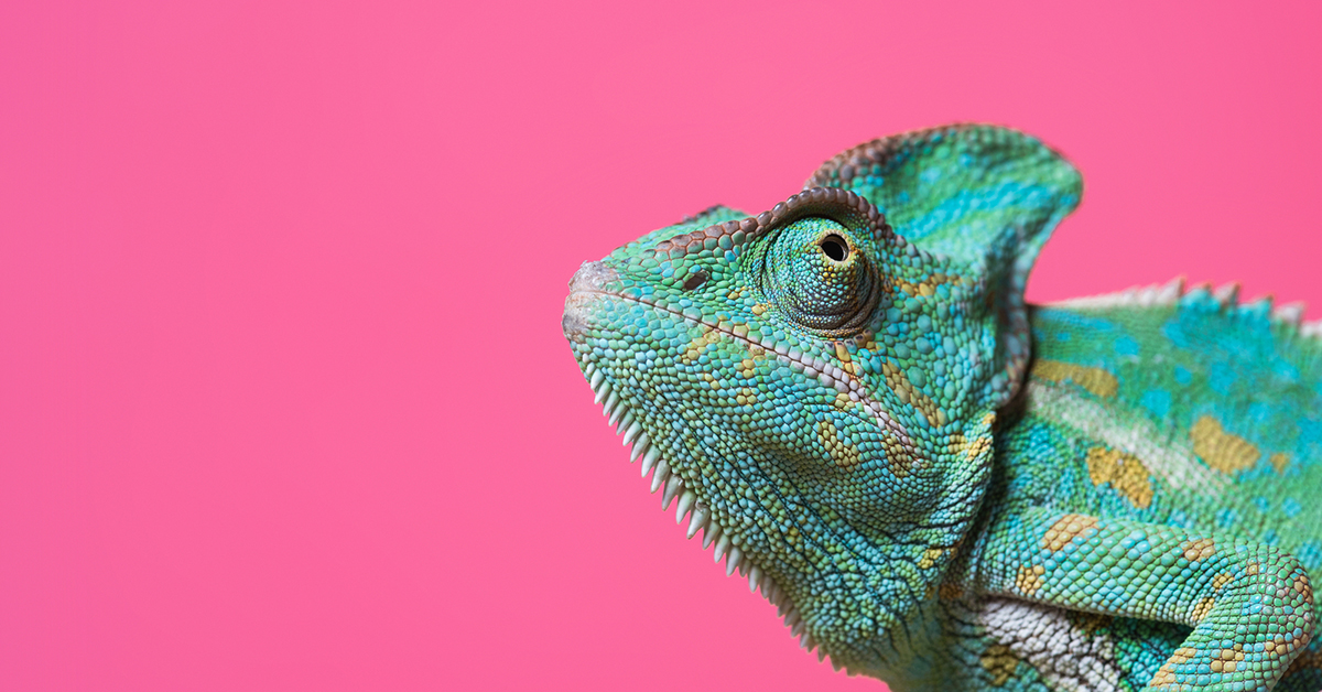 Is An Exotic Pet Right For You? Hillrose Pet Resort
