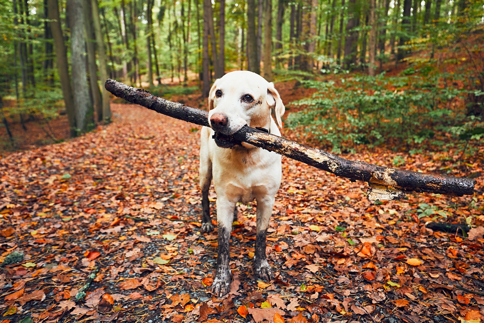 Fall Fun For You And Your Dog from Hillrose Pet Resort