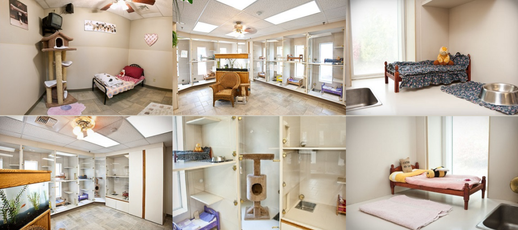 Stress-Free Cat Boarding At The Hillrose Pet Resort Cattery