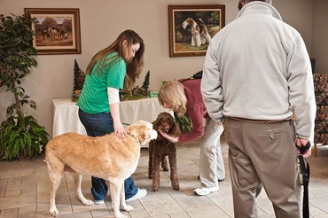 Dog Daycare