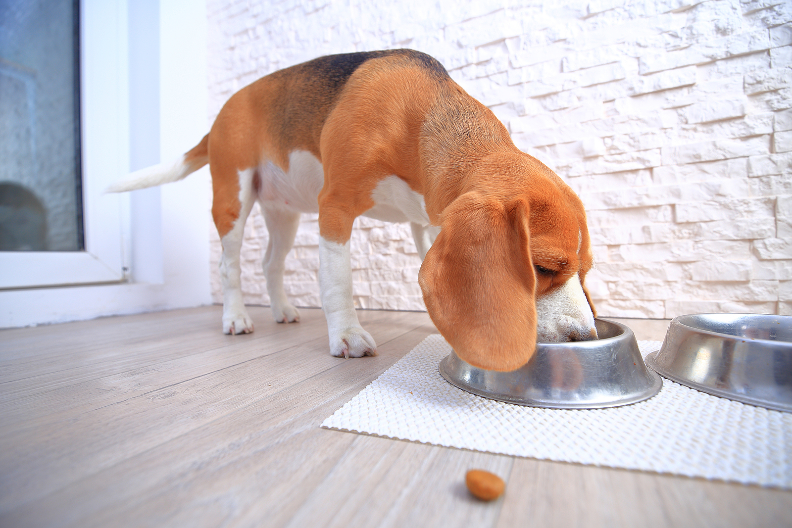Tips for Introducing a New Pet to Your Home: Helping Your Pet Adjust – Hillrose Pet Resort