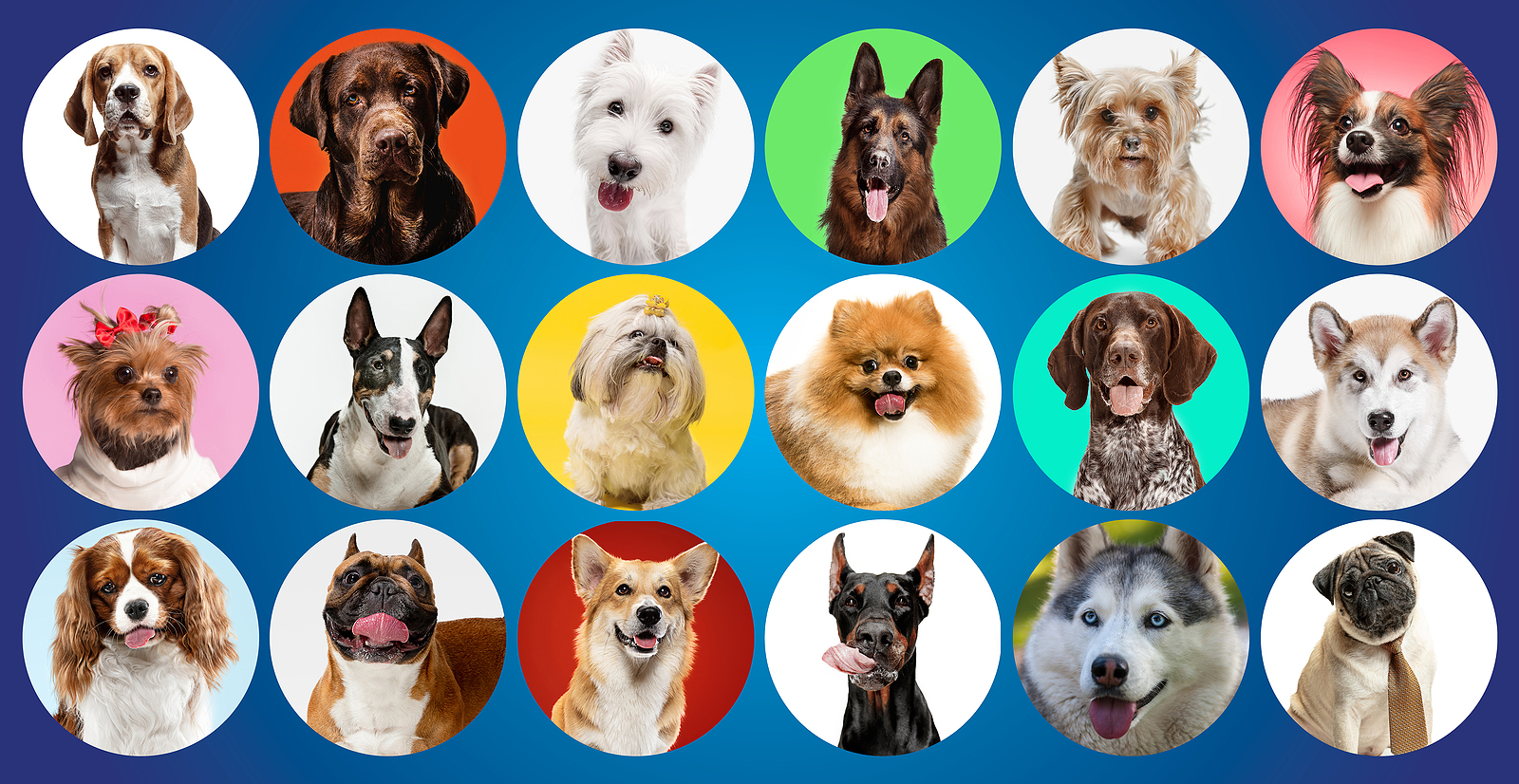 6 Most Popular Dog Breeds in the U.S. with Hillrose Pet Resort