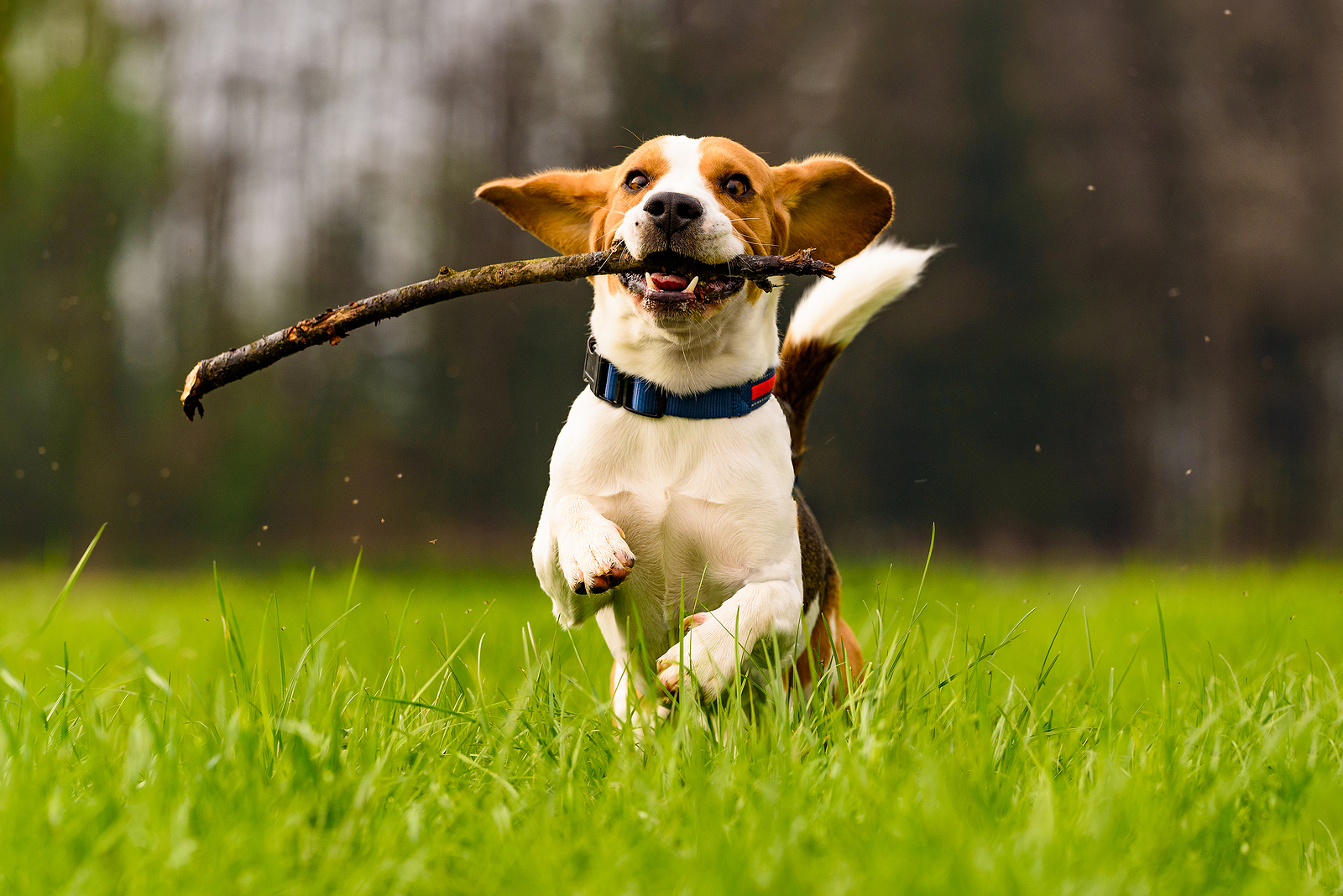 6 Ideas To Banish Dog Boredom - Hillrose Pet Resort