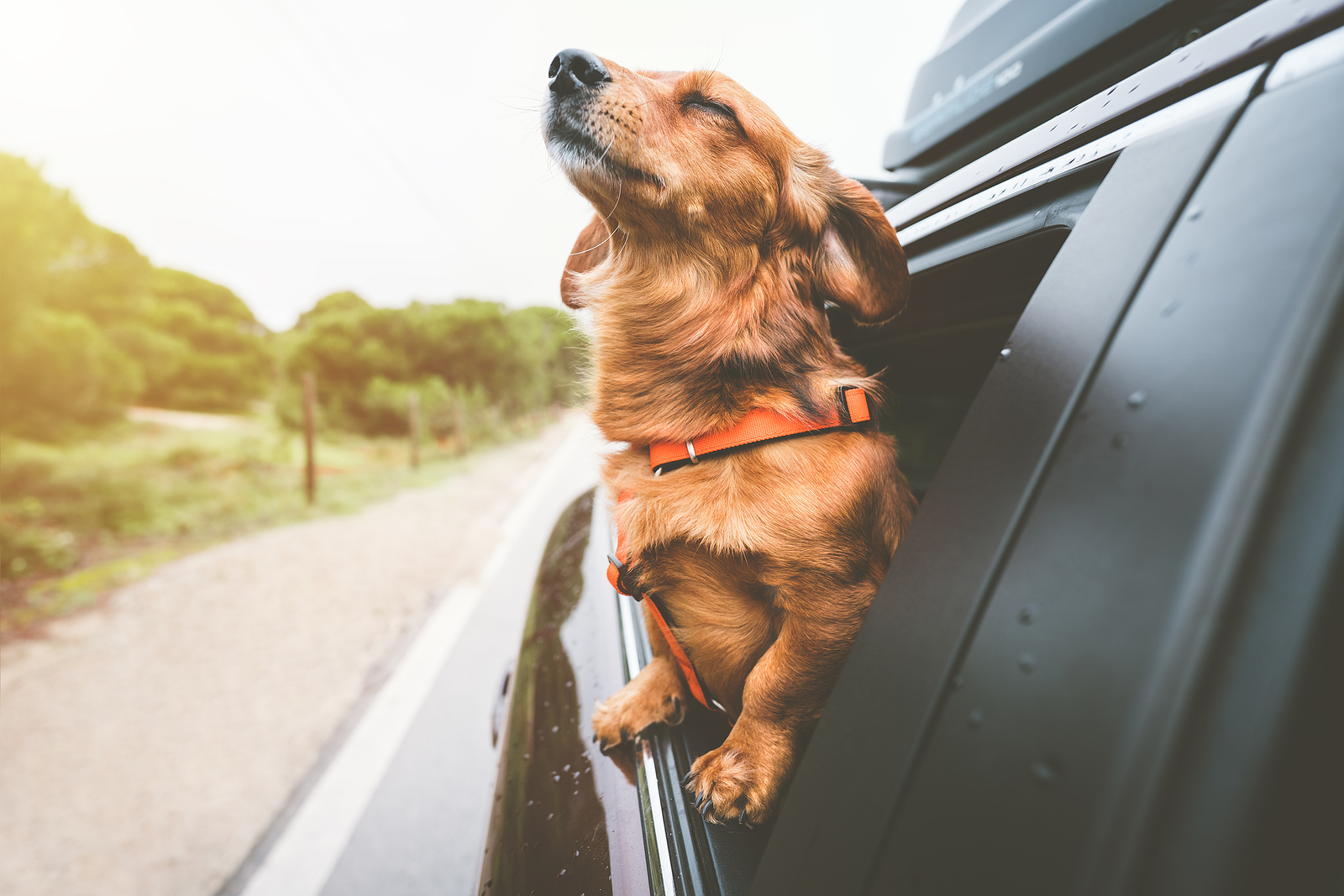 Funny Habits Our Pets Have with Hillrose Pet Resort
